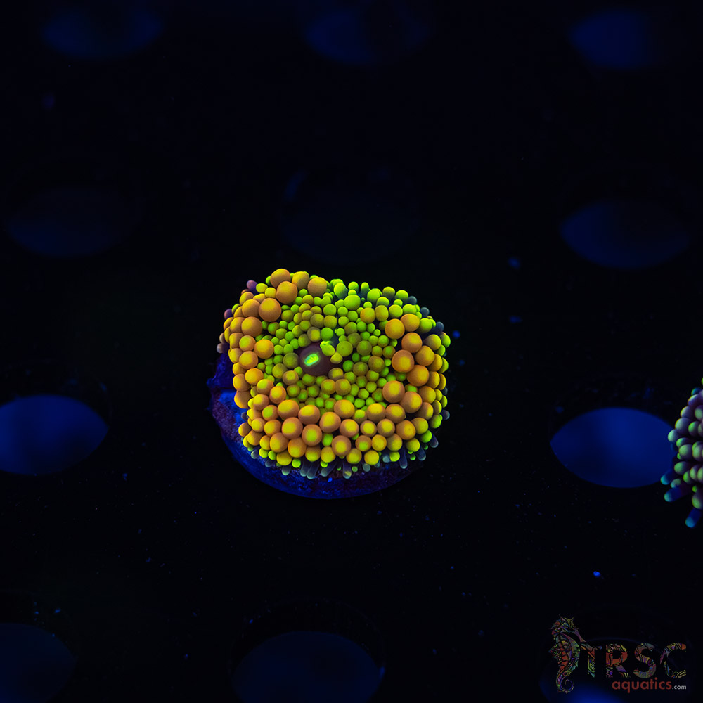 Rainbow Ricordea Yuma G10 3 Rainbow Ricordea Yuma G10