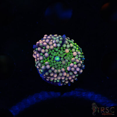 Rainbow Ricordea Yuma H01