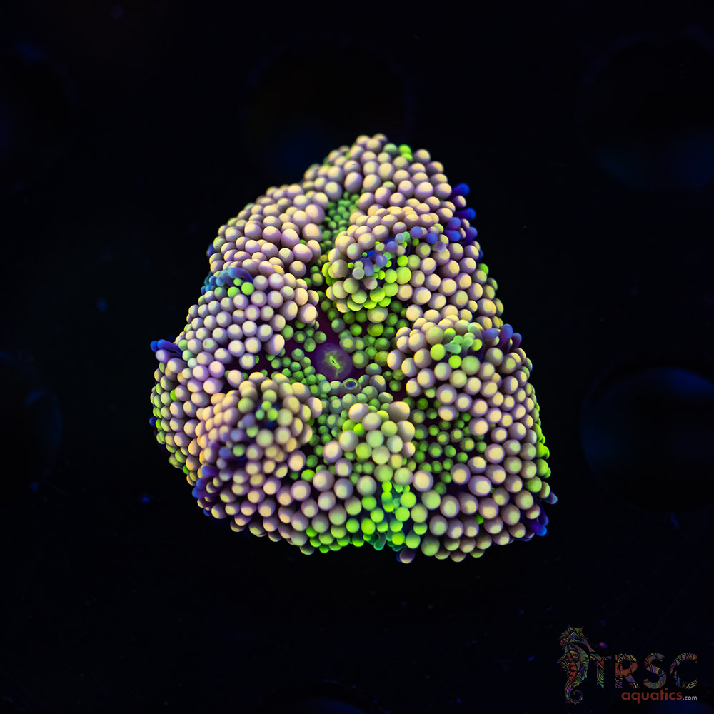 Rainbow Ricordea Yuma H02 3 Rainbow Ricordea Yuma H02