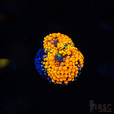 Rainbow Ricordea Yuma H03