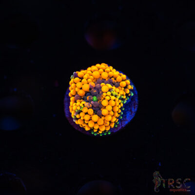 Rainbow Ricordea Yuma H04