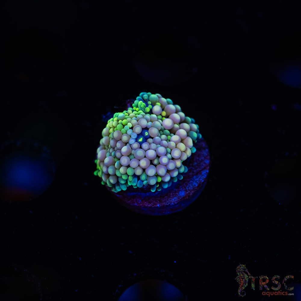 Rainbow Ricordea Yuma H05 3 Rainbow Ricordea Yuma H05