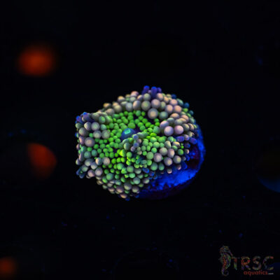 Rainbow Ricordea Yuma H06