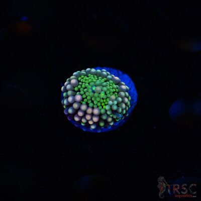 Rainbow Ricordea Yuma H07