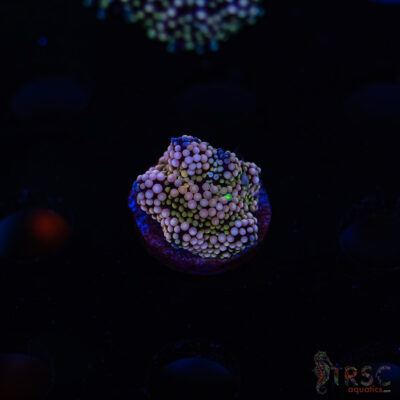 LIVE CORALS FOR SALE LPS, SPS, SOFTIES & DRY GOODS 17 Rainbow Ricordea Yuma H09