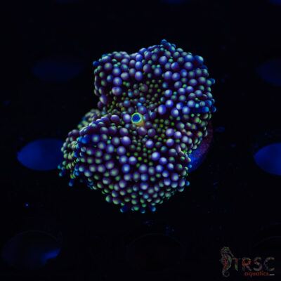 Rainbow Ricordea Yuma H10