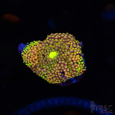 Rainbow Ricordea Yuma I01