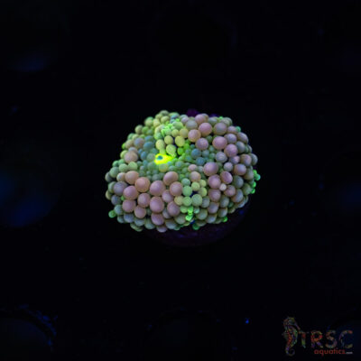 Rainbow Ricordea Yuma I03