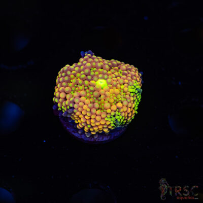 Rainbow Ricordea Yuma I05