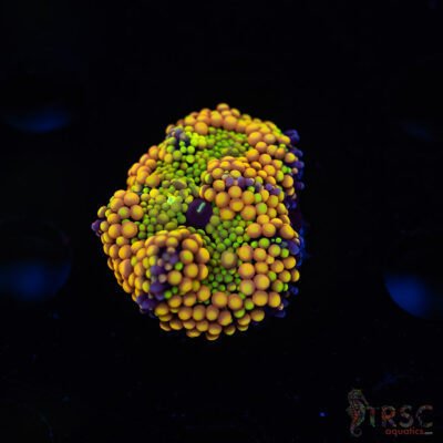 Rainbow Ricordea Yuma I06