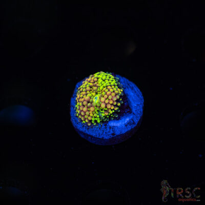 Rainbow Ricordea Yuma I07