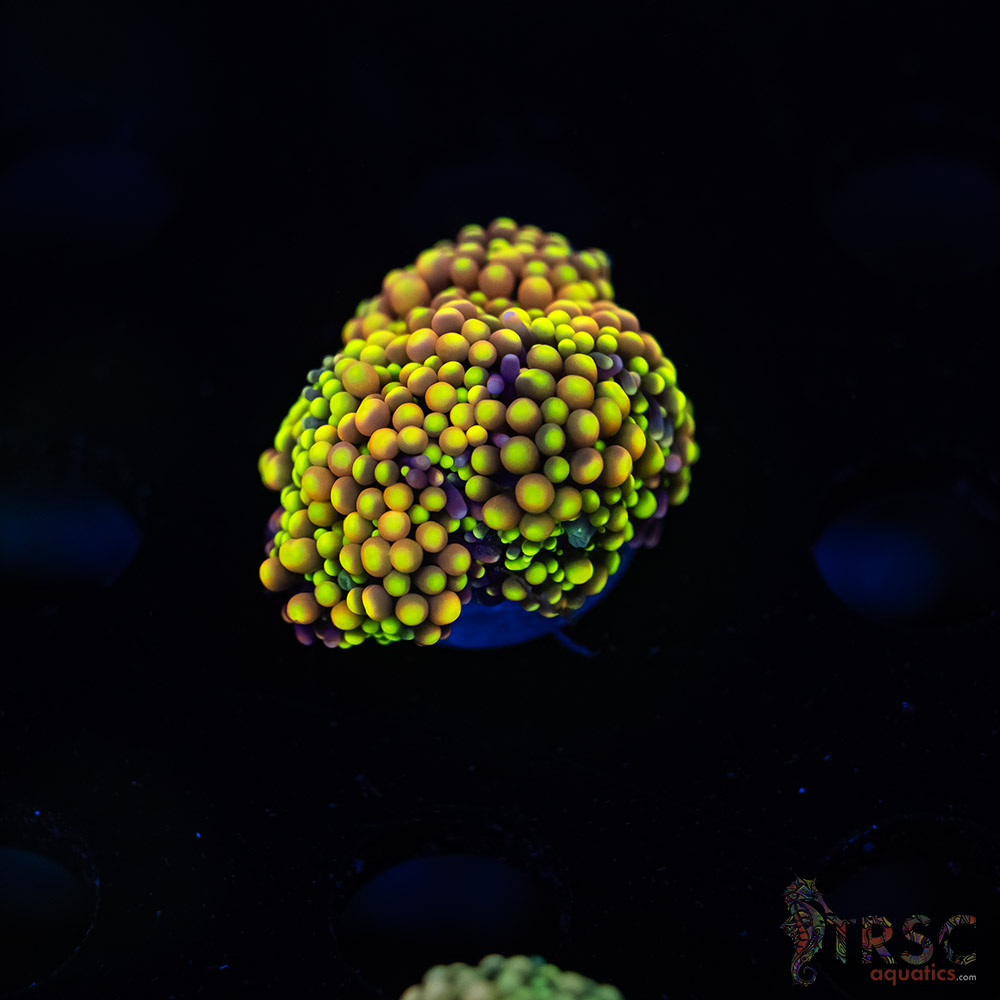 Rainbow Ricordea Yuma I09 3 Rainbow Ricordea Yuma I09