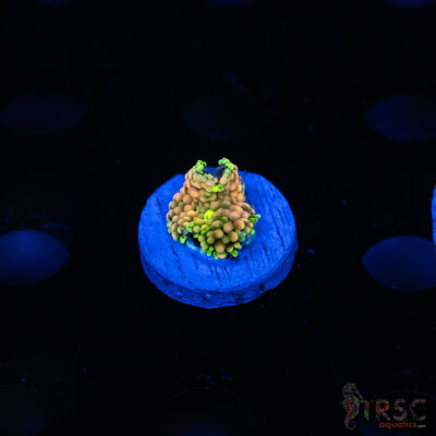 Rainbow Ricordea Yuma I10