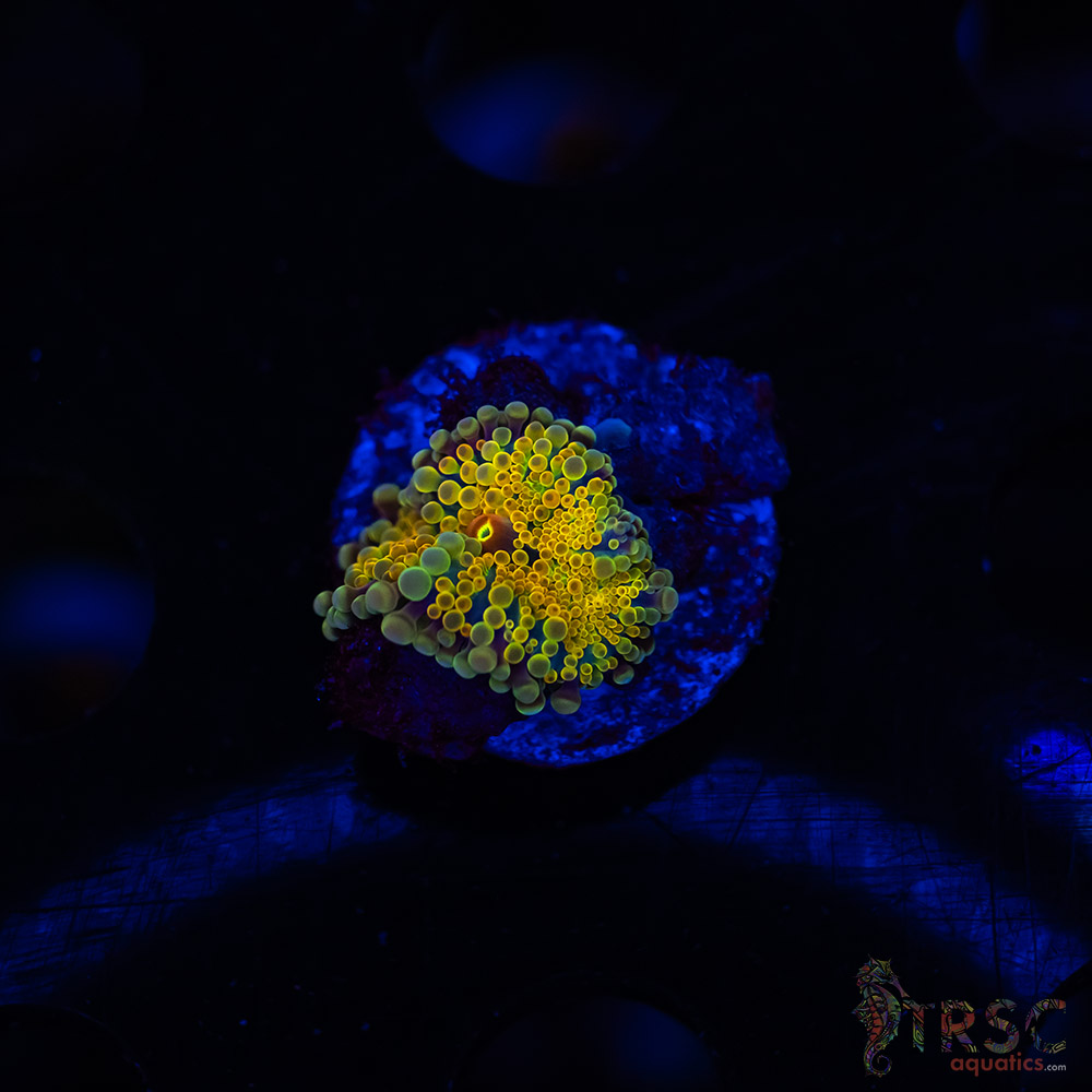 Rainbow Gold Ricordea Yuma J01 3 Rainbow Gold Ricordea Yuma J01