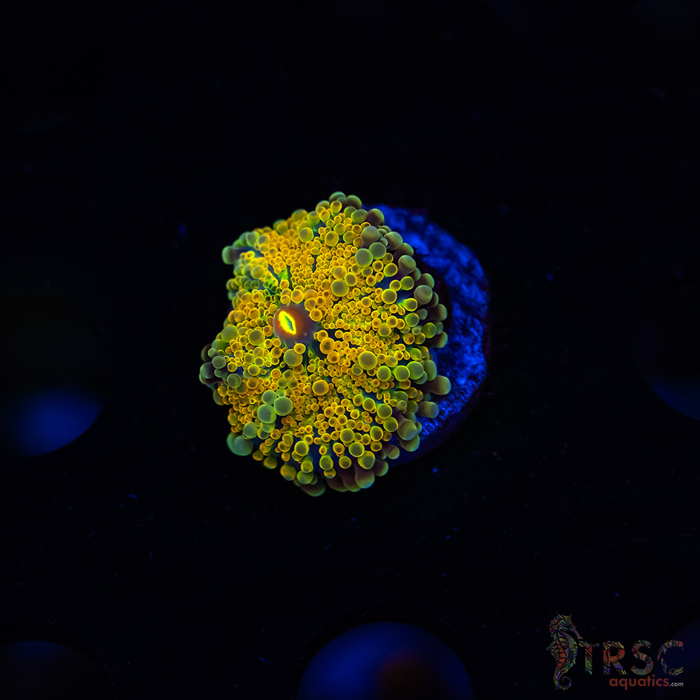 Rainbow Gold Ricordea Yuma J02 3 Rainbow Gold Ricordea Yuma J02