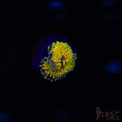 Rainbow Gold Ricordea Yuma J03