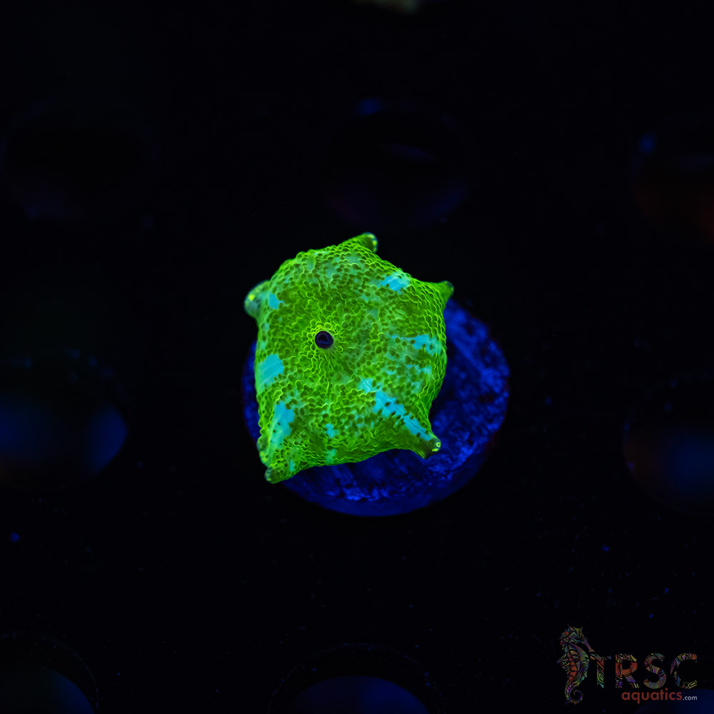 Green Disco Mushroom J07 3 Green Disco Mushroom J07