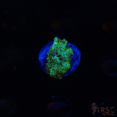 Green Dot Mushroom J08