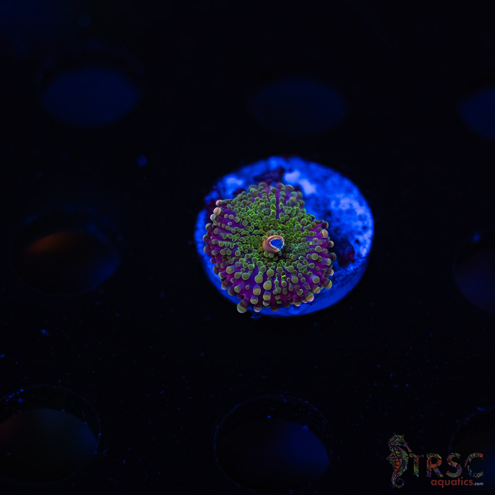 Green Purple Mushroom J09 3 Green Purple Mushroom J09