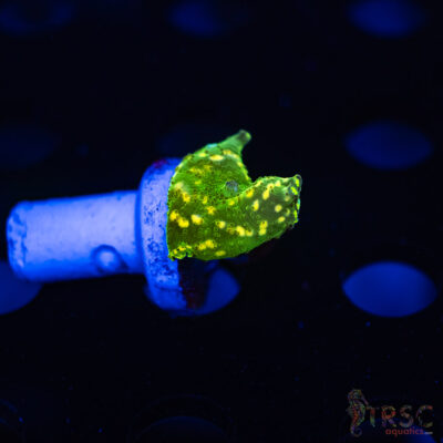 Green Yellow Dot Mushroom J10