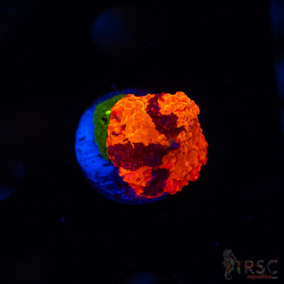 Dead Pool Jawbreaker K02