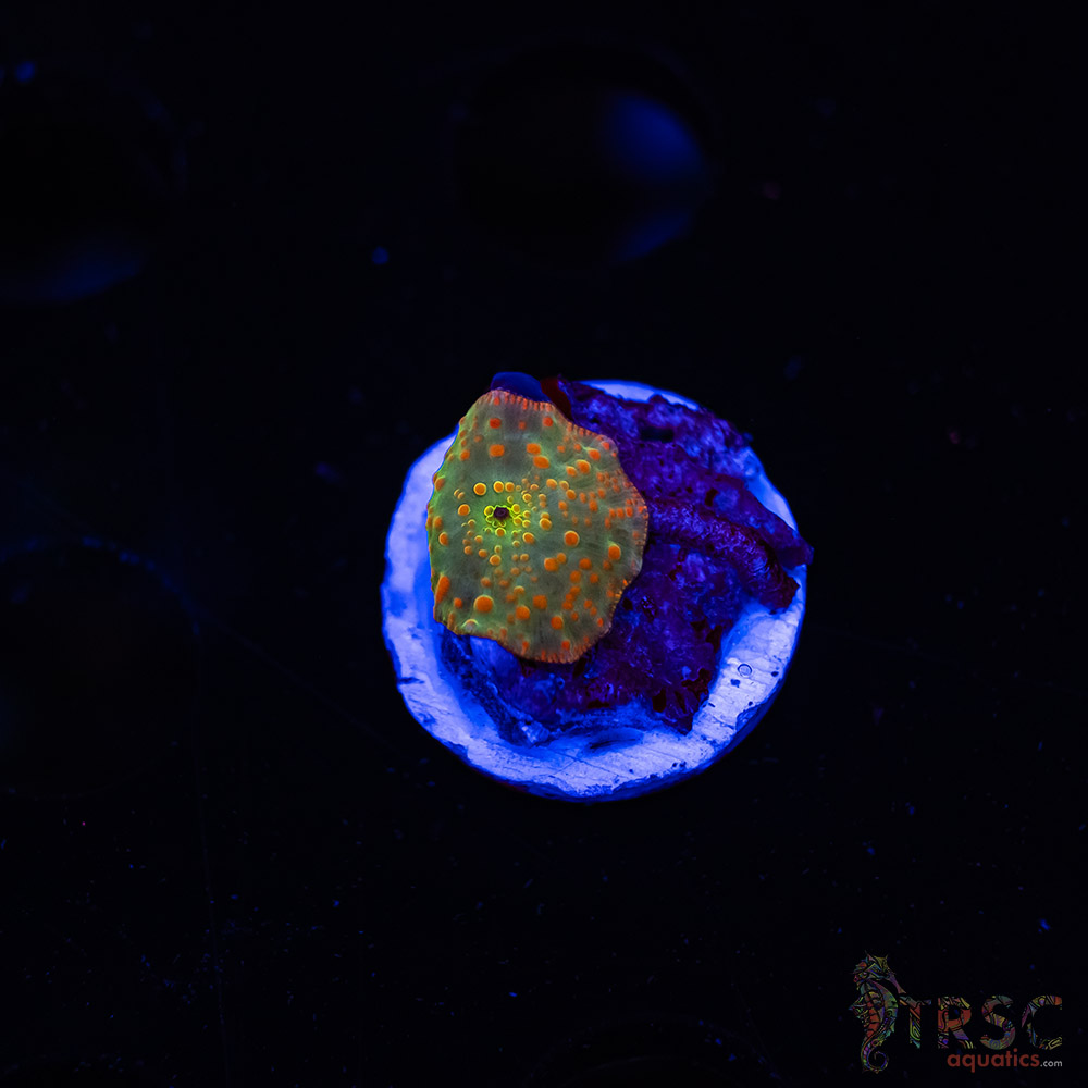 Atlantis Rainbow Disco K03 3 Atlantis Rainbow Disco K03