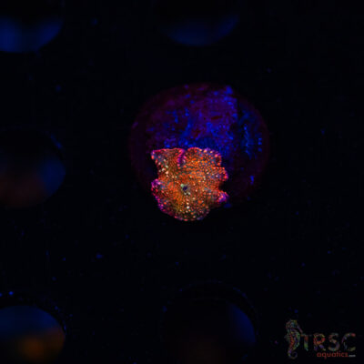 Red Interstellar Disco K04