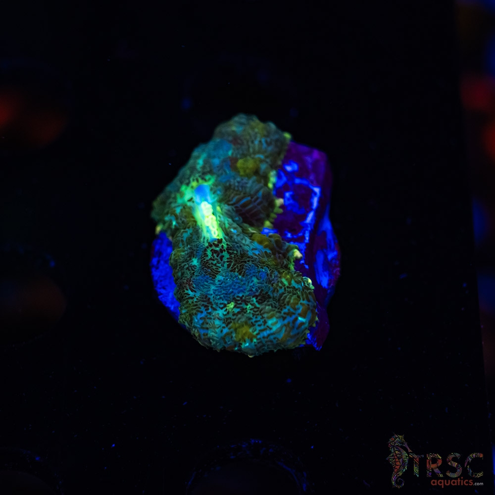 Green Rhodactis K07 3 Green Rhodactis K07