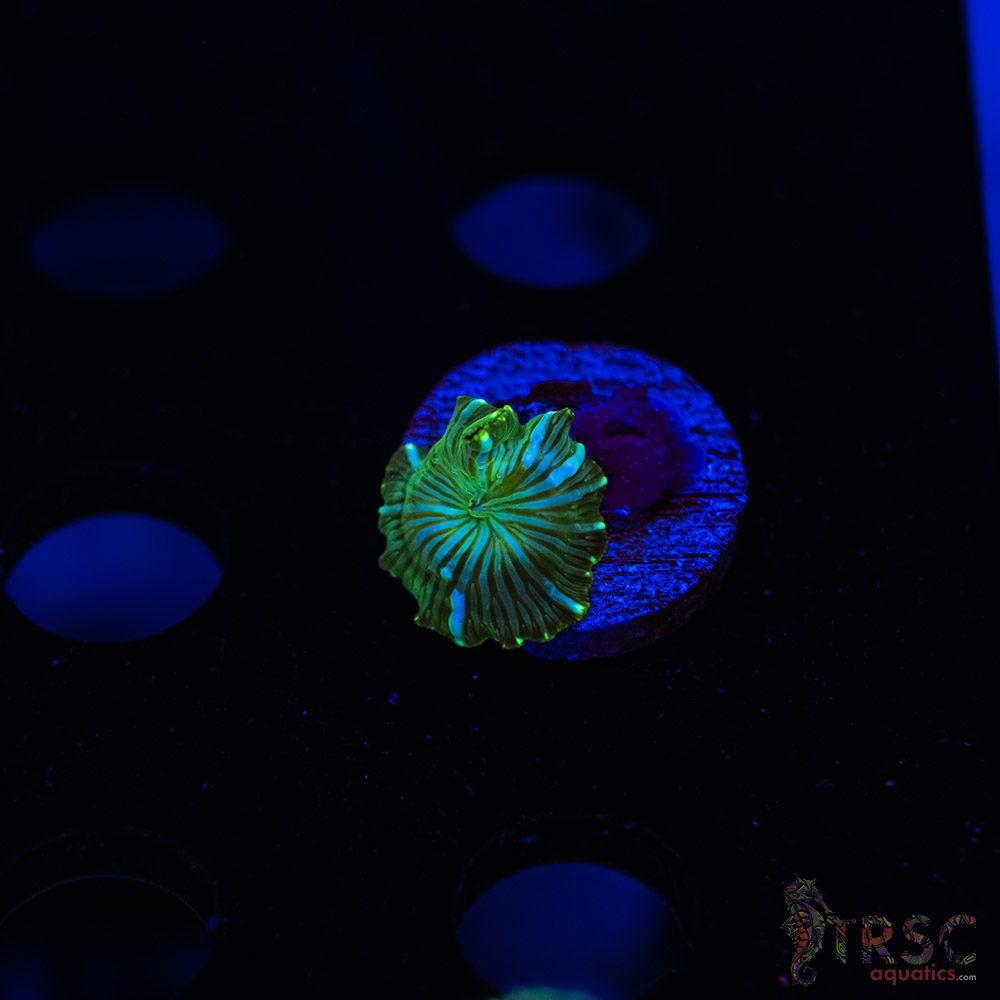 Green Rhodactis K10 2 Green Rhodactis K10