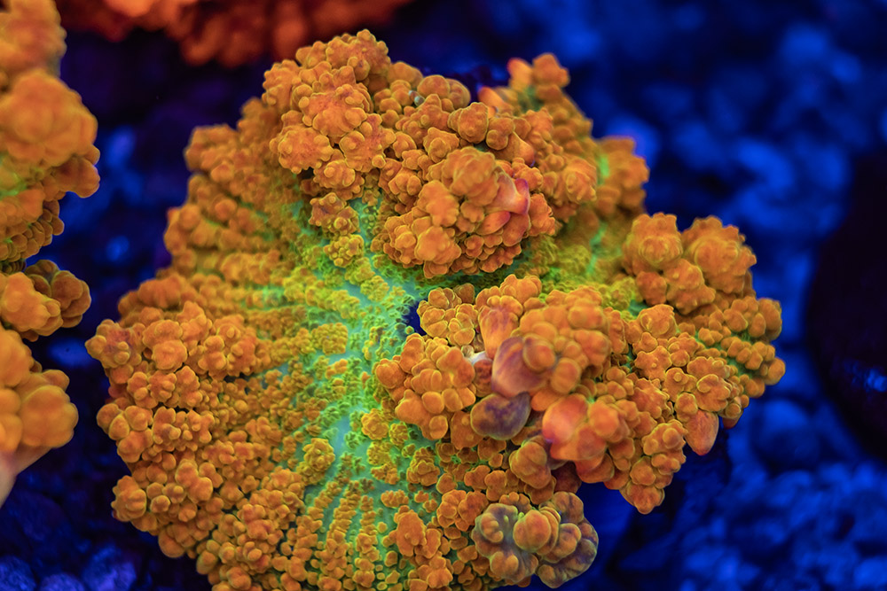 LIVE CORALS FOR SALE LPS, SPS, SOFTIES & DRY GOODS 2 TRSC 10282025 THIRST X06