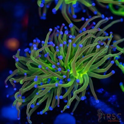 Blue Tip Todds Torch A01