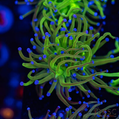 Blue Tip Todds Torch A02