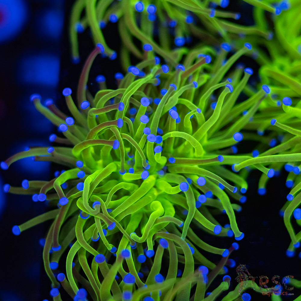 Blue Tip Todds Torch A03 3 Blue Tip Todds Torch A03