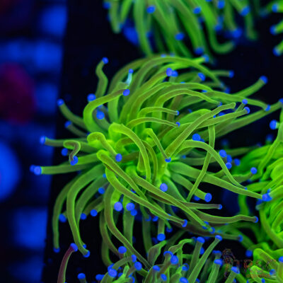 Blue Tip Todds Torch A04