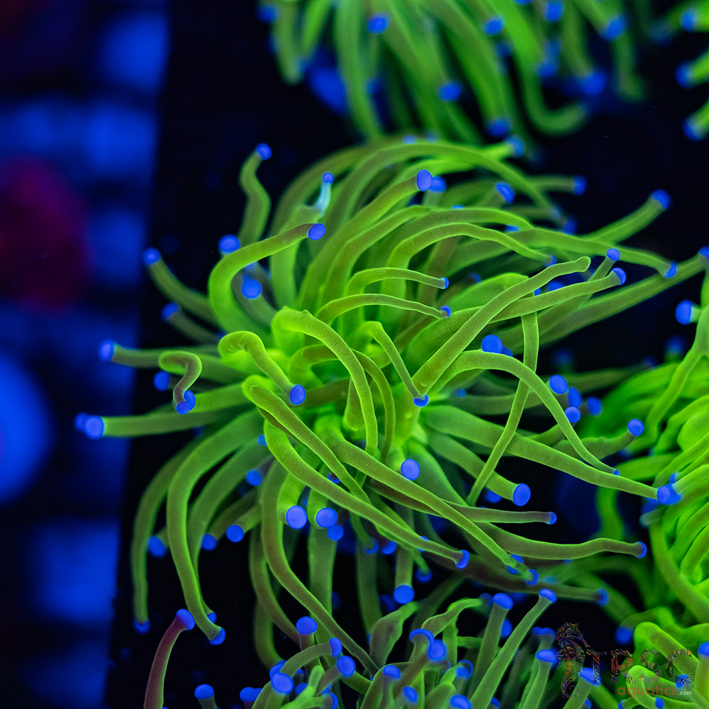 Blue Tip Todds Torch A04 3 Blue Tip Todds Torch A04