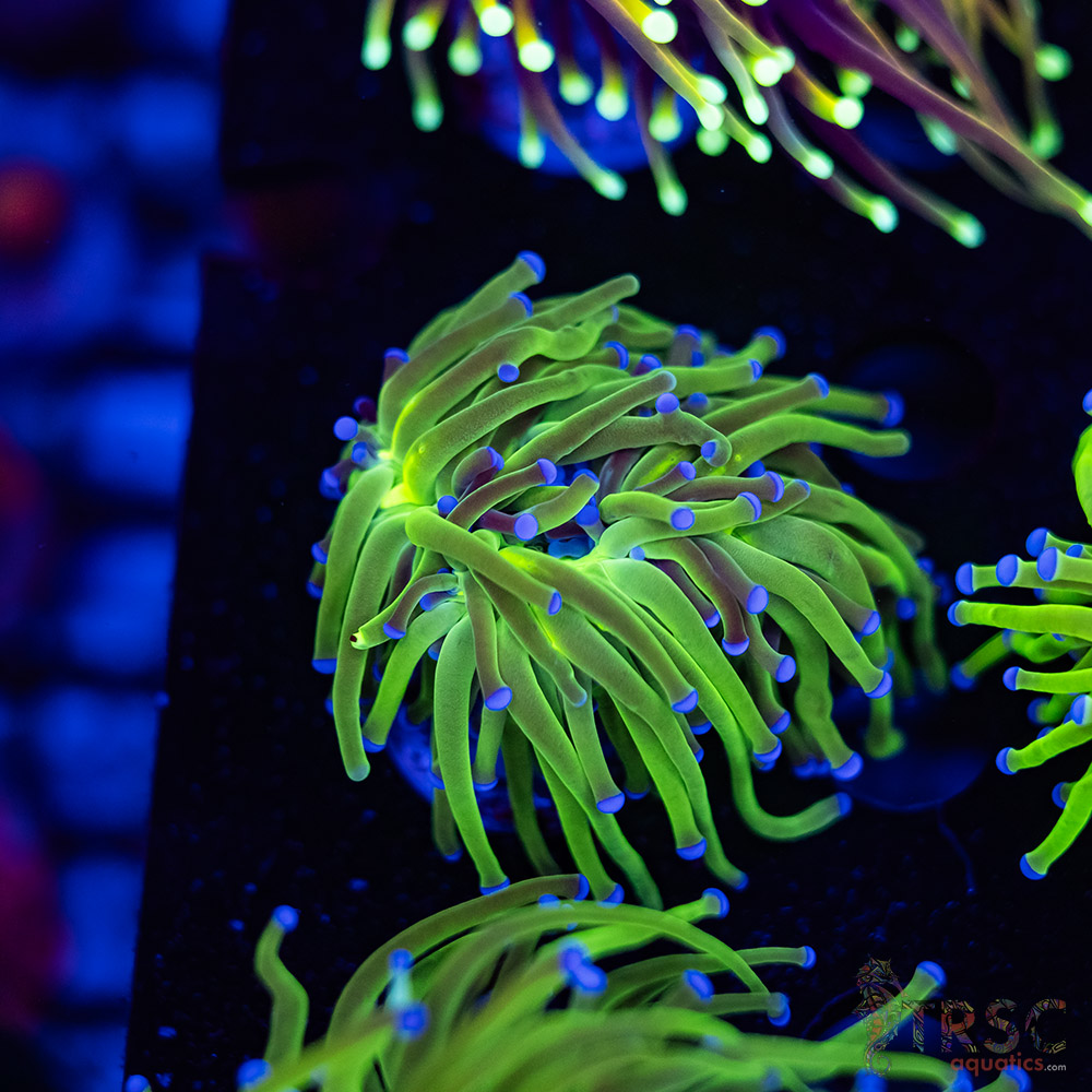 Blue Tip Todds Torch A05 3 Blue Tip Todds Torch A05