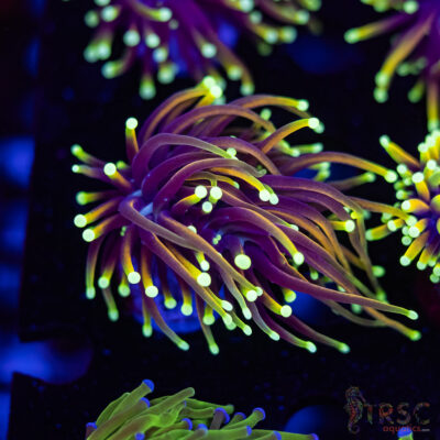 Hellfire Gold Torch A06