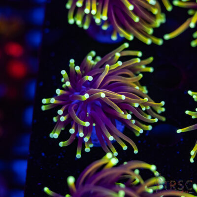 Hellfire Gold Torch A07