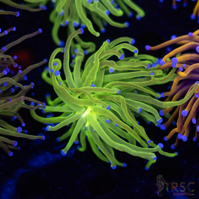 Neon Green Blue Tip Torch B01