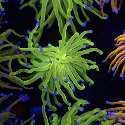 Neon Green Blue Tip Torch B02