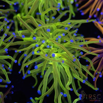 Neon Green Blue Tip Torch B03