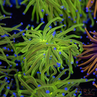 LIVE CORALS FOR SALE LPS, SPS, SOFTIES & DRY GOODS 24 Neon Green Blue Tip Torch B04
