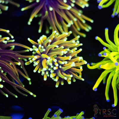 Solar Flare Torch B06