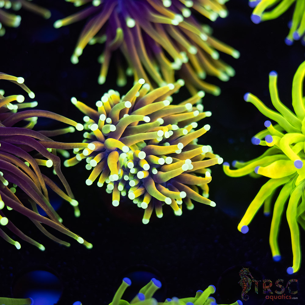 Solar Flare Torch B06 3 Solar Flare Torch B06