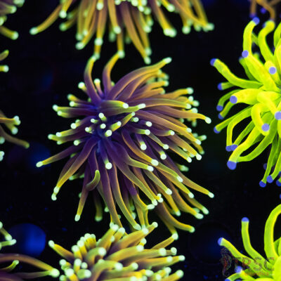 Solar Flare Torch B07