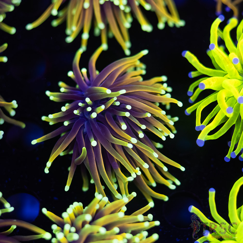 Solar Flare Torch B07 3 Solar Flare Torch B07