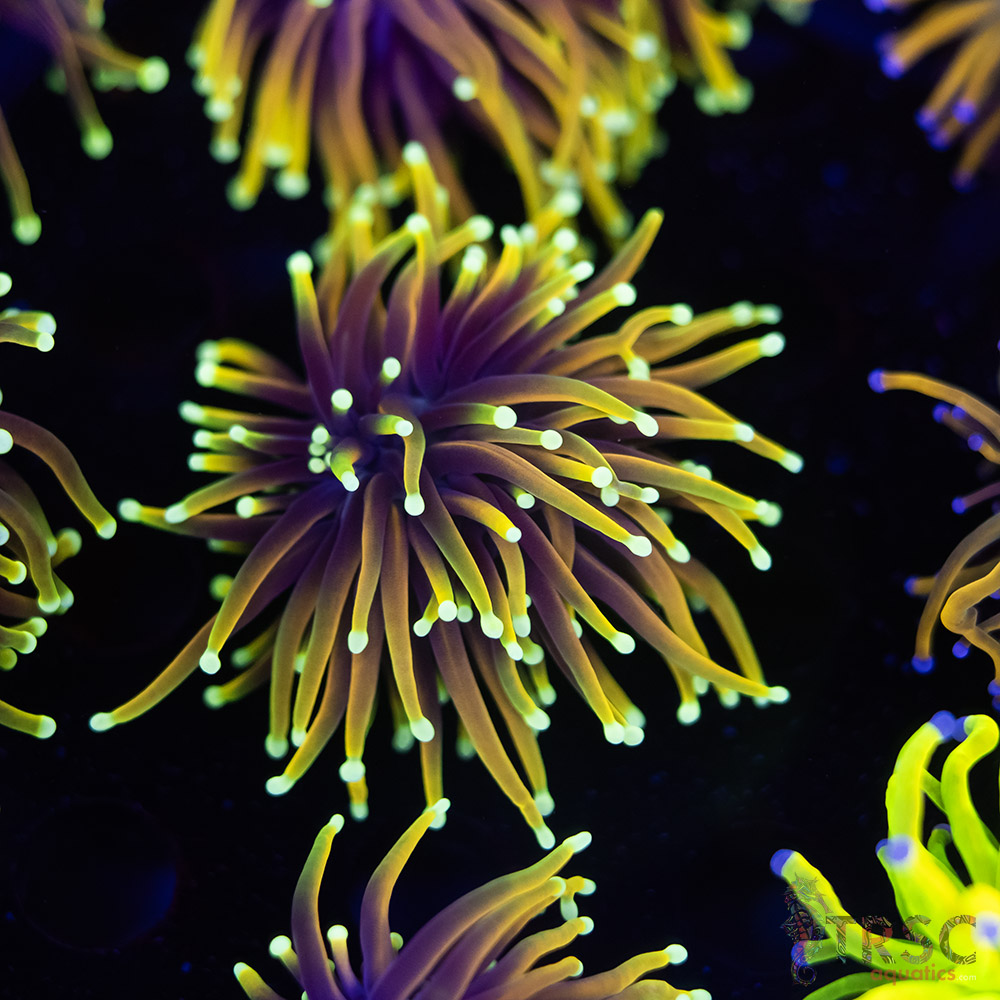 Solar Flare Torch B08 3 Solar Flare Torch B08