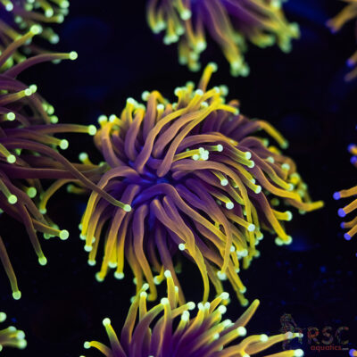 Solar Flare Torch B09