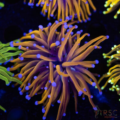 Indo 24K gold Torch C01