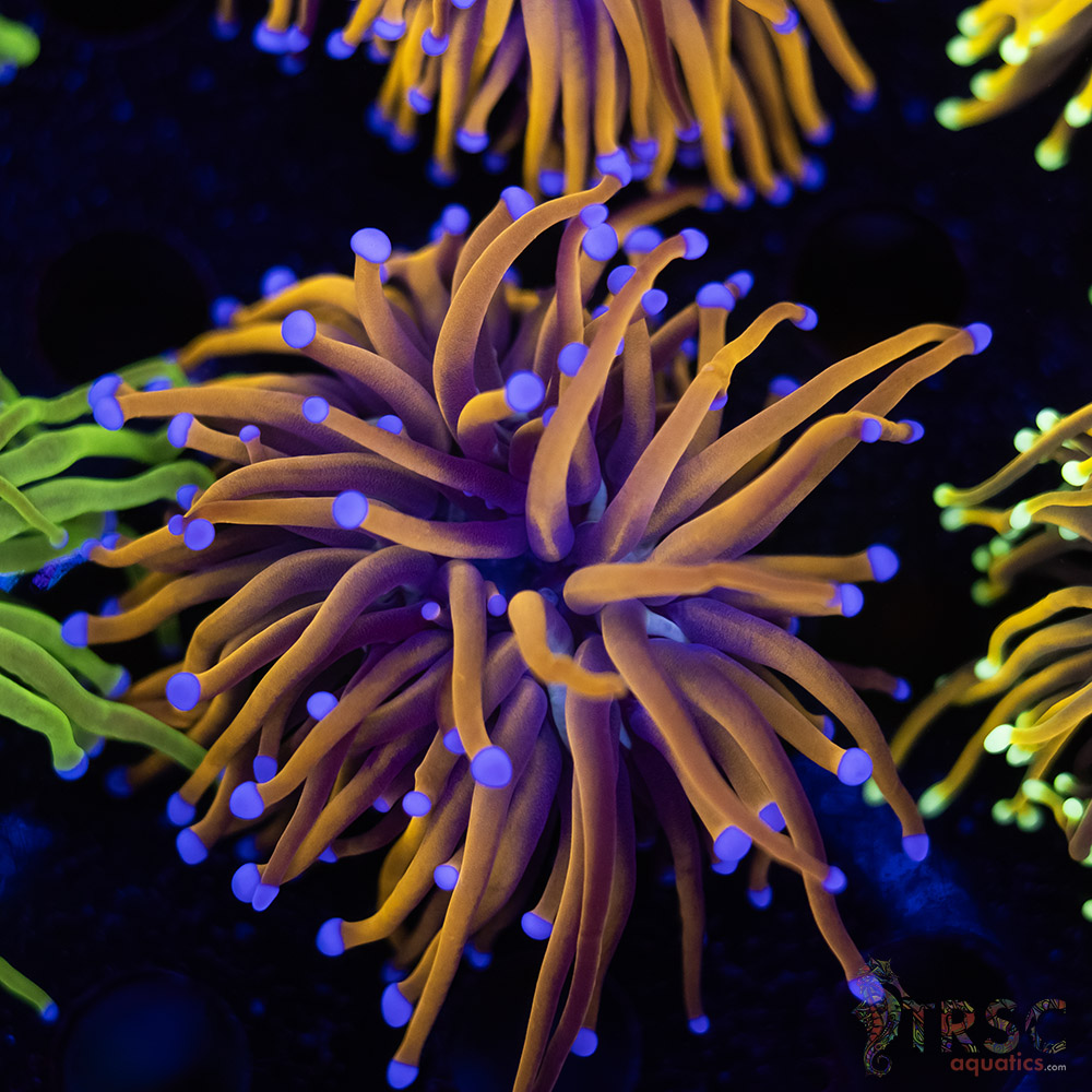 Indo 24K gold Torch C01 3 Indo 24K gold Torch C01